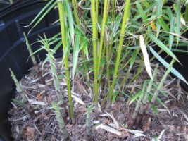 Clumping bamboo